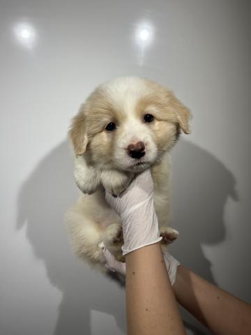 ボーダーコリー7473