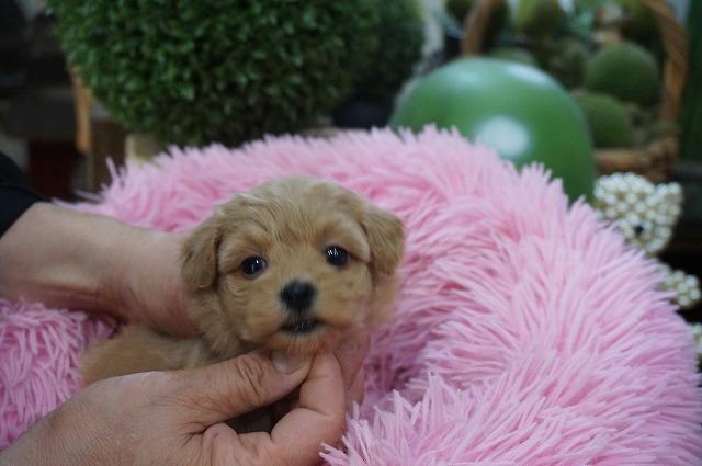 MIXマルプー3月2日生まれ