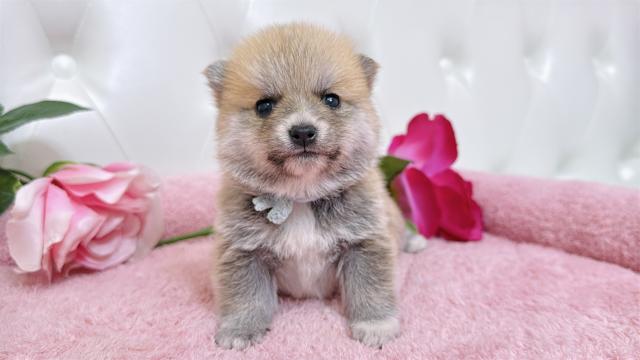 ポメ豆(ポメラニアン×豆柴)