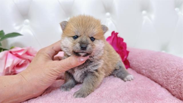 ポメ豆(ポメラニアン×豆柴)