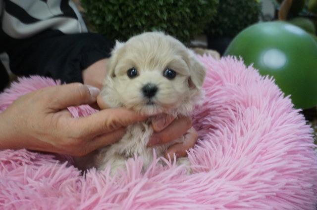 MIXマルプー3月2日生まれ