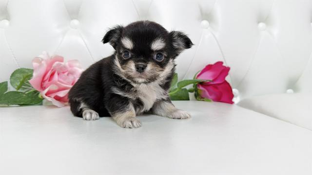 チワワ（ロングコート）