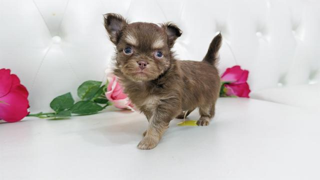 チワワ（ロングコート）