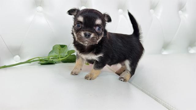 チワワ（ロングコート）