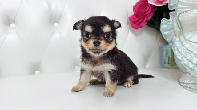 チワワ（ロングコート）