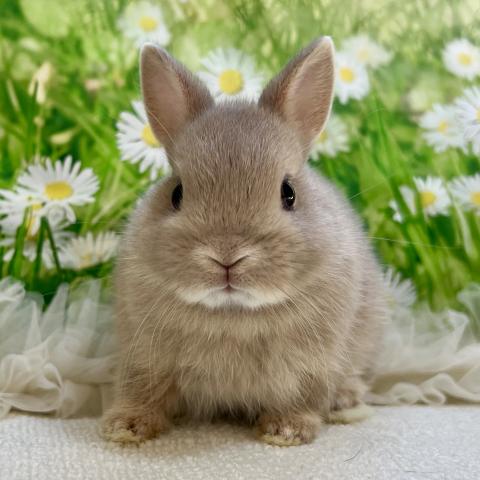 ネザーランドドワーフ