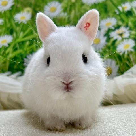 ネザーランドドワーフ