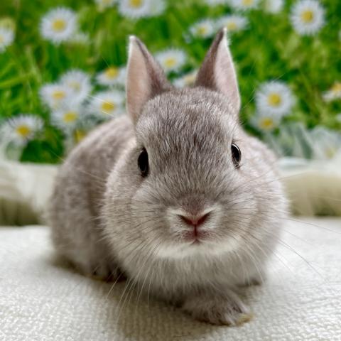 ネザーランドドワーフ