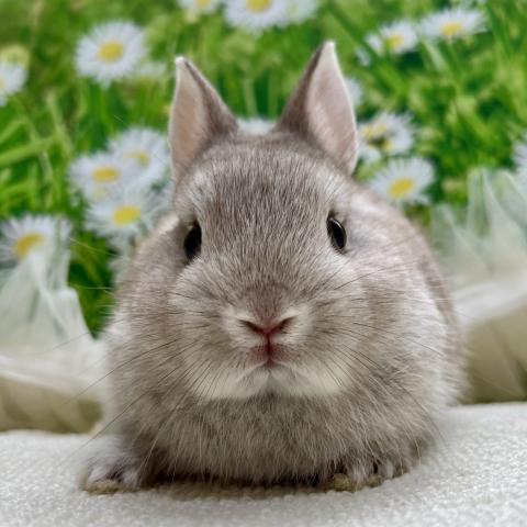 ネザーランドドワーフ