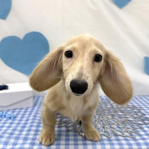 ミニチュアダックスフンド