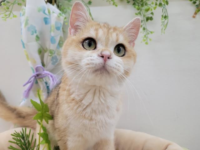 ブリティッシュショートヘア