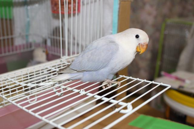 コザクラインコ一人餌