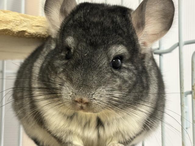 チンチラ　スタンダードグレーバイオレットキャリア