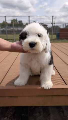 オールドイングリッシュシープドック