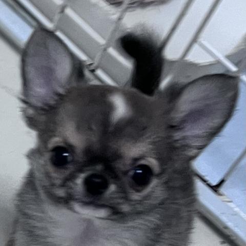 チワワ(ロングコート)