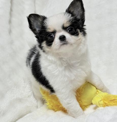 チワワ（ロングコート）