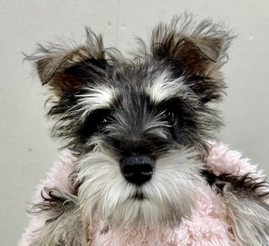 ミニチュアシュナウザー