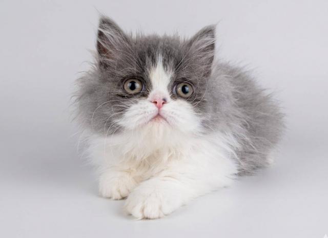 ミヌエット（旧ナポレオン）