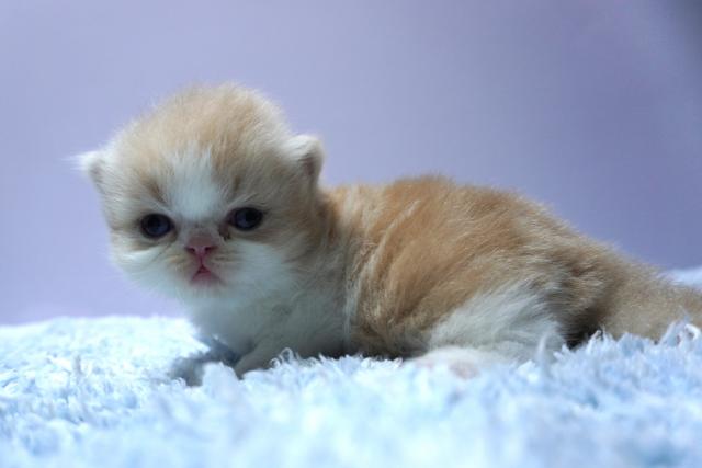 ミヌエット(旧ナポレオン)