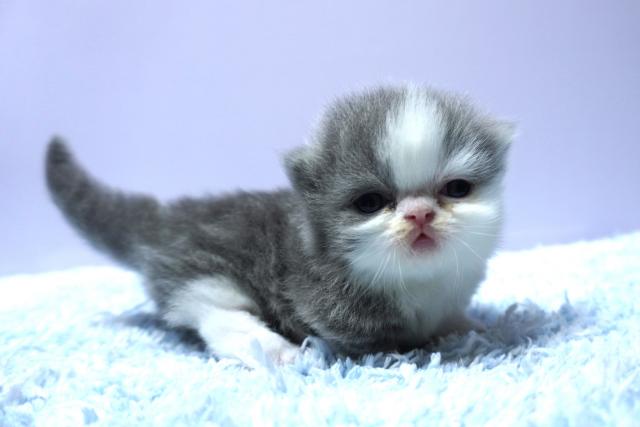 ミヌエット（旧ナポレオン）