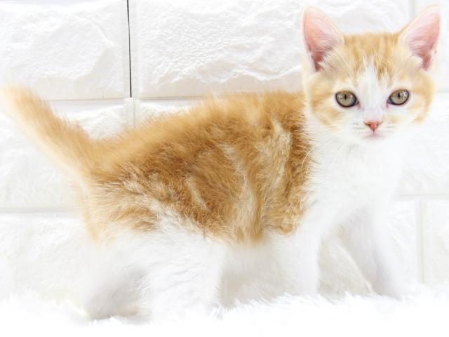 スコティッシュフォールド