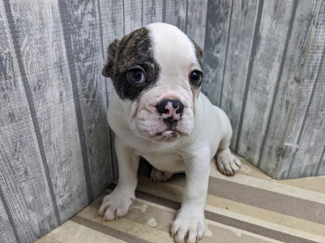 MIXブルドックxフレンチブルドック