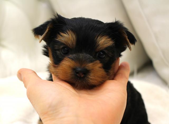 ヨークシャーテリア