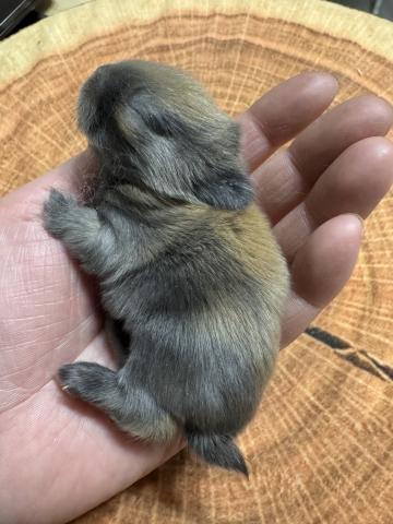 ネザーランドドワーフ