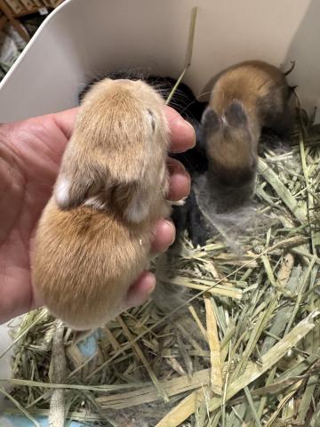 ネザーランドドワーフ