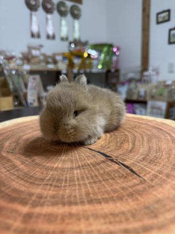 ネザーランドドワーフ