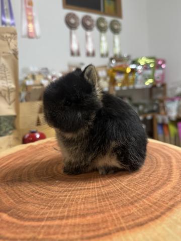 ネザーランドドワーフ