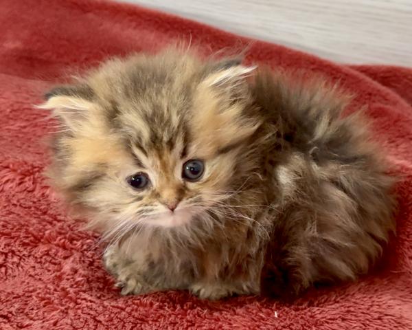 ミヌエット(旧ナポレオン)