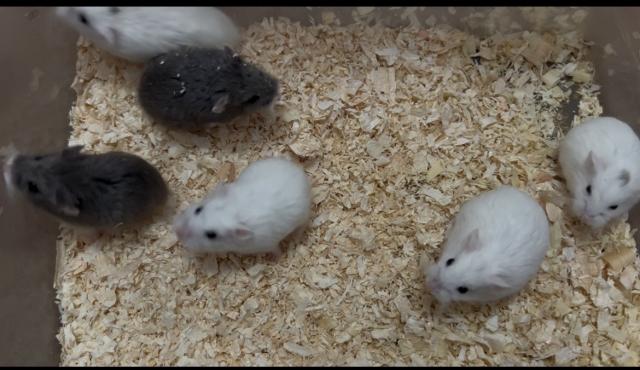 ロボロフスキー