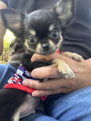 チワワ（ロングコート）