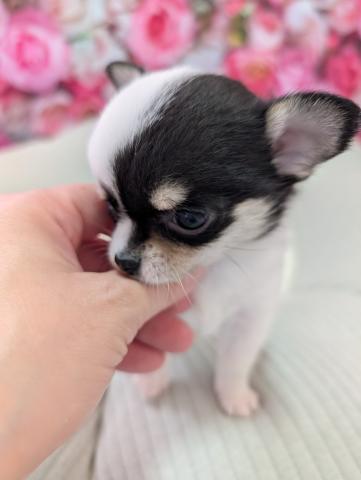 チワワ（ロングコート）