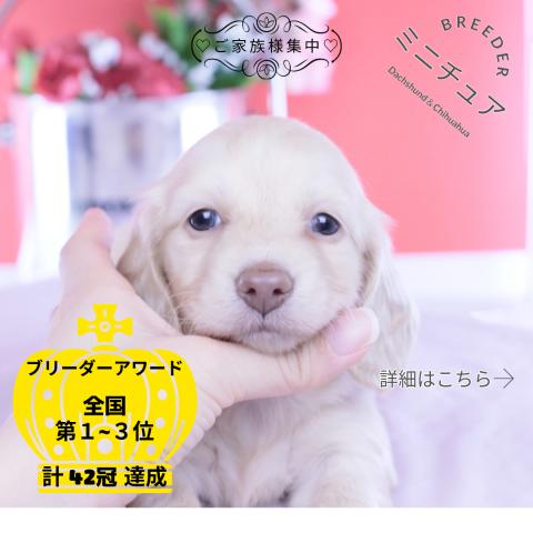 ミニチュアダックスフンド　ロング