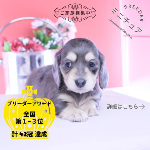 ミニチュアダックスフンド　ロング