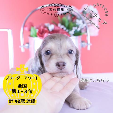 ミニチュアダックスフンド　ロング