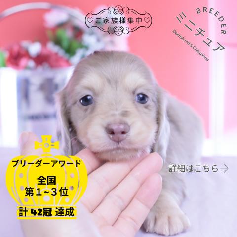 ミニチュアダックスフンド　ロング