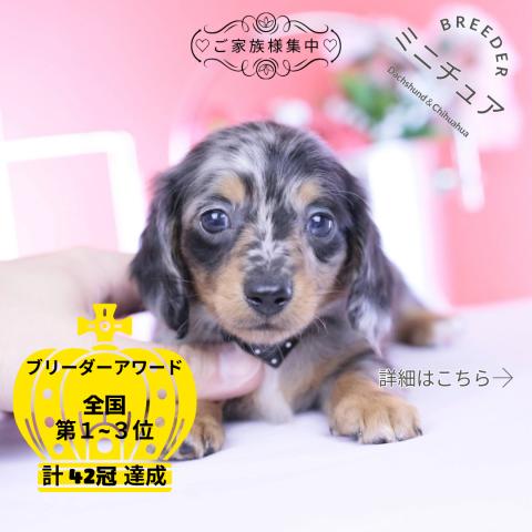 ミニチュアダックスフンド　ロング