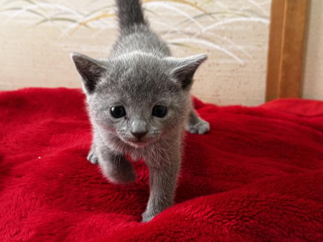 ロシアンブルー