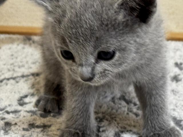 ロシアンブルー