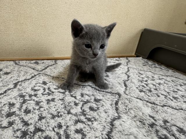 ロシアンブルー