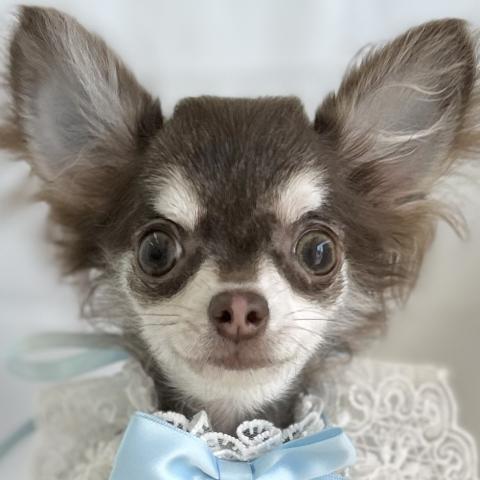 チワワ（ロングコート）