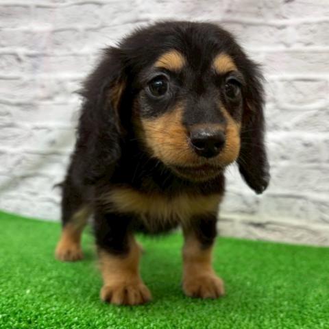 ミニチュアダックスフンド