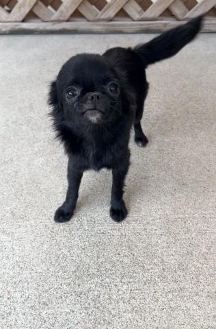 チワワ(ロングコート)