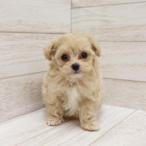 MIX(ポメラニアン×プードル)