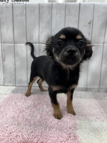 MIXカニンヘンダックス×ロングチワワ