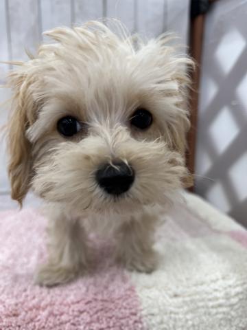 MIXトイプードル×マルチーズ