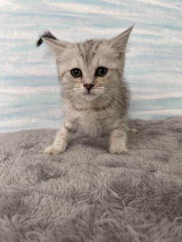 ミヌエット（旧ナポレオン）